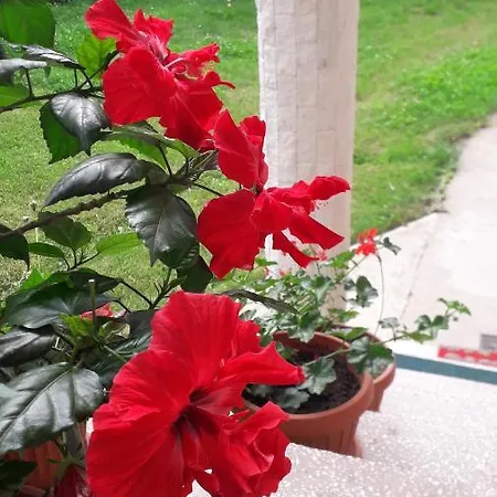 Pensiunea Shalom Sincraiu